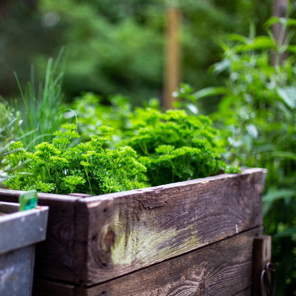 HERBS TO INCLUDE IN YOUR KITCHEN GARDEN