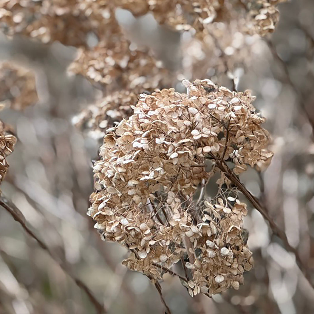 Where the Fawn Wanders: Winter's Whispers in the UK Countryside