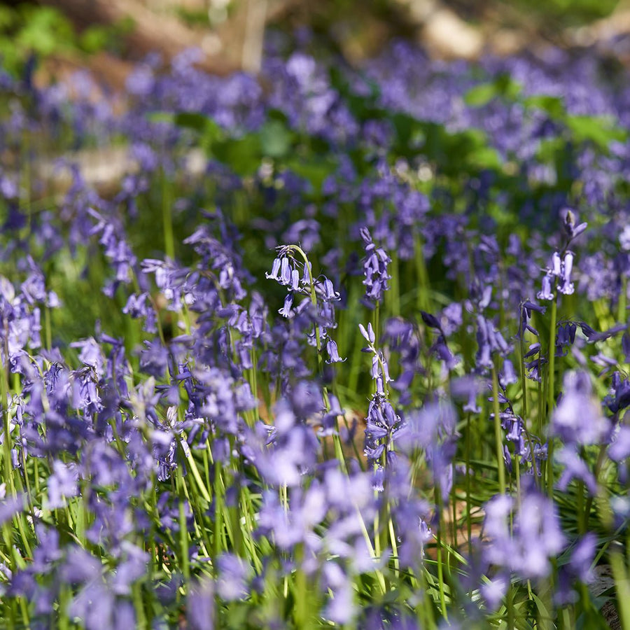 Where the Fawn Wanders: An Early Spring Awakening Among Bluebells and Gentle Sunshine